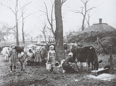 Kansas family  milking their  cows.