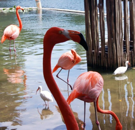 The beautiful flamingos at Lion Country Safari in West Palm Beach!  Even though they are incredibly rare to find in the wild down here, they are still heavily associated with Florida. photo by AMB