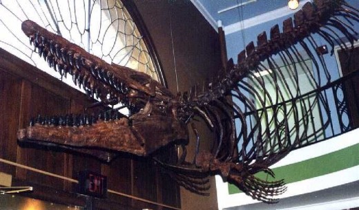 Mosasaur specimen hanging overhead in the foyer of the University of Kansas Museum of Natural History