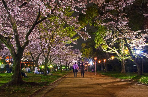 7 Tips for Sakura Viewing in Japan | WanderWisdom