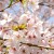 Depending on your destination, a sakura viewing trip could be in March, or in May. Depending on your destination, a sakura viewing trip could be in March, or in May.