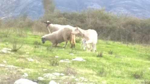 Sheep  grazing in the wild