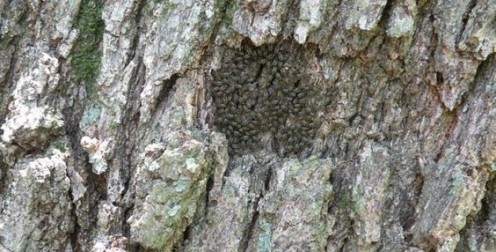 Invasion of Barklice is Lucky Just Like Having Ladybugs! Invasion of Barklice is Lucky Just Like Having Ladybugs!