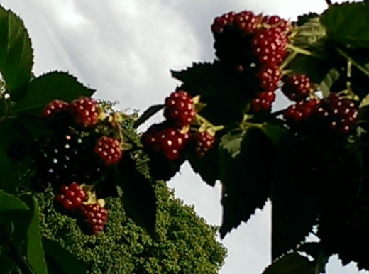 Raspberry leaves and berries