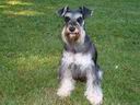 This is Remi.  Jackie and my deceased Mini-Schnauzer, Chico, compete for first place in my memories.