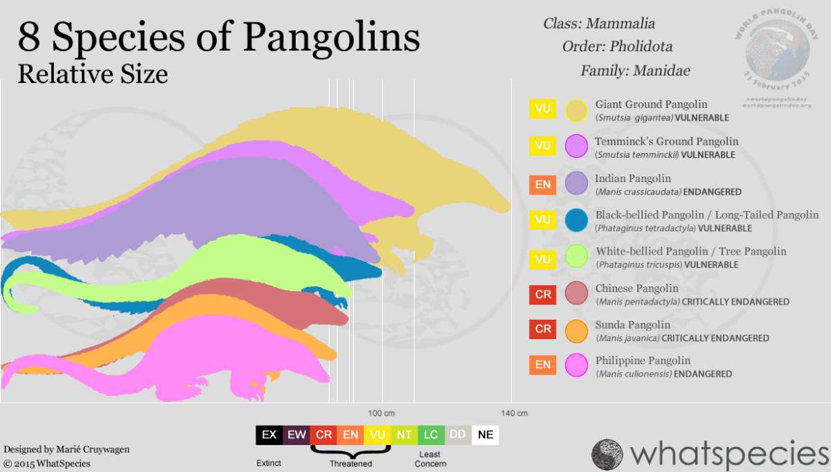The Pangolin: The most endangered animal you didn't know existed | HubPages