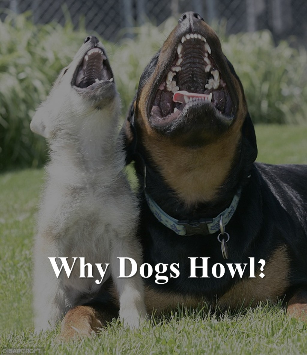 Why do dogs howl?