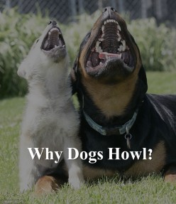 Why Do Dogs Start Howling And Barking Together Why Do Dogs Start Howling And Barking Together