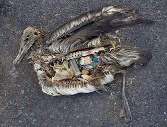Dead Albatross on Midway Island
