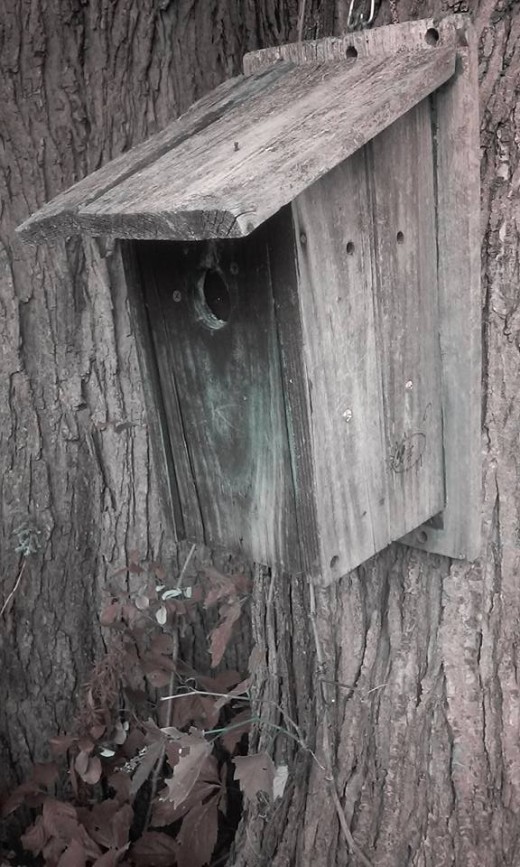 Ordinary Bird House, or Creative Geocache?