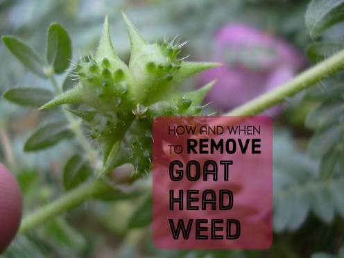 Getting Rid of Goat Head Weeds, Seeds, and Stickers Getting Rid of Goat Head Weeds, Seeds, and Stickers