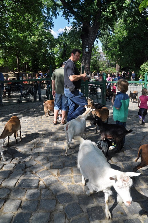 Goats everywhere. One of the highlights of Budapest Zoo for children.