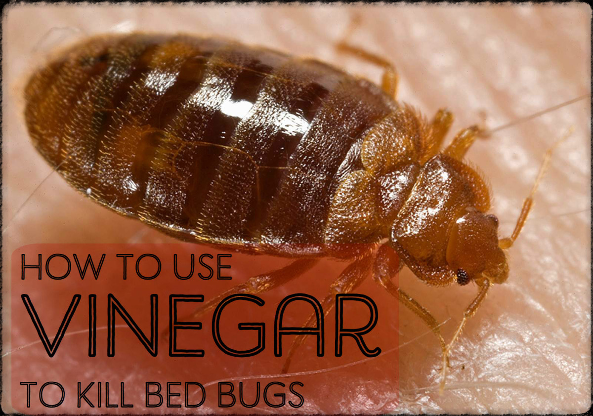 Bed Bug Killer Spray With Vinegar