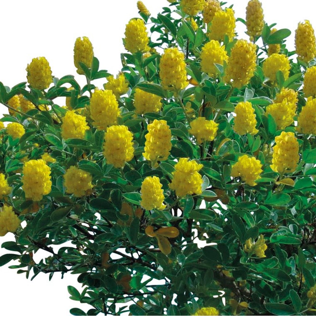 How to Grow Cytisus Battandieri Yellow Tail Pineapple Broom HubPages