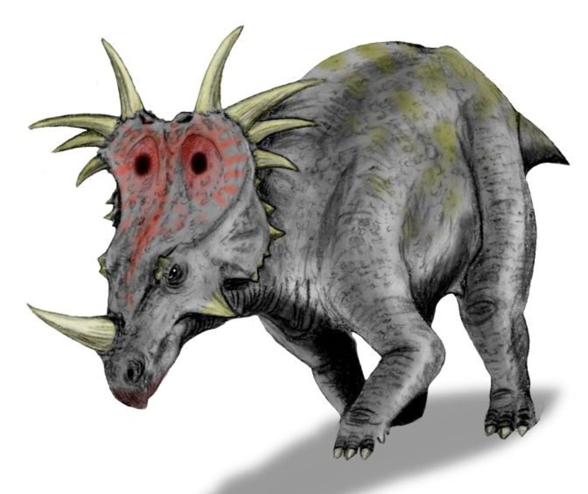 This is Styracosaurus, a ceratopsian dinosaur that matches the description of Ngoubou.
