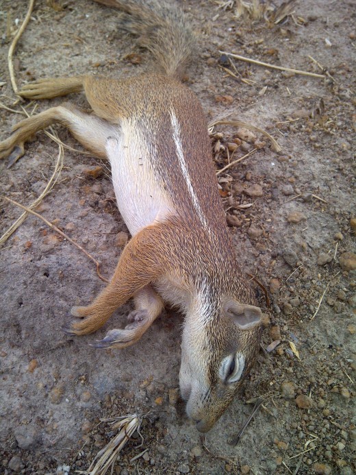 One of the squirrels shot 