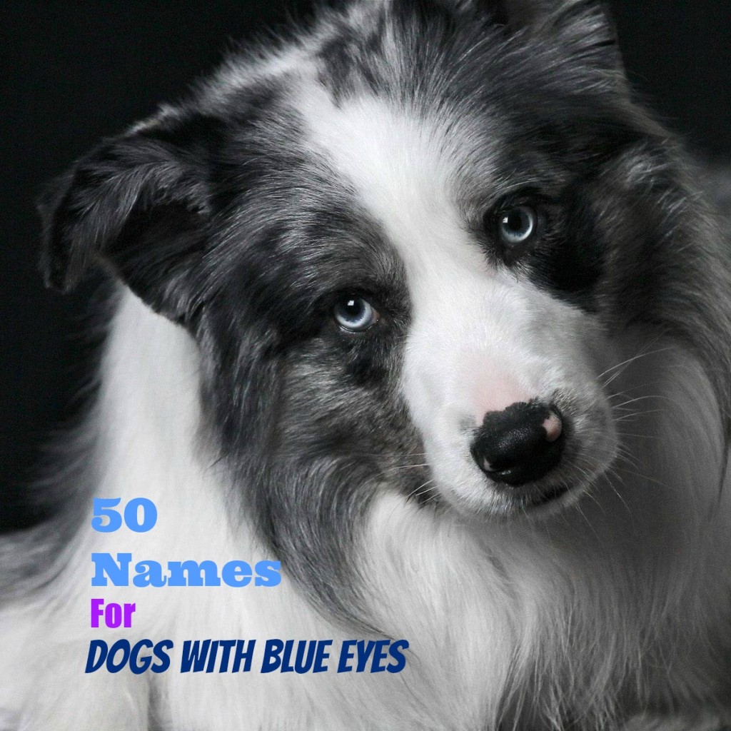 50 Unique Names For Dogs With Blue Eyes PetHelpful