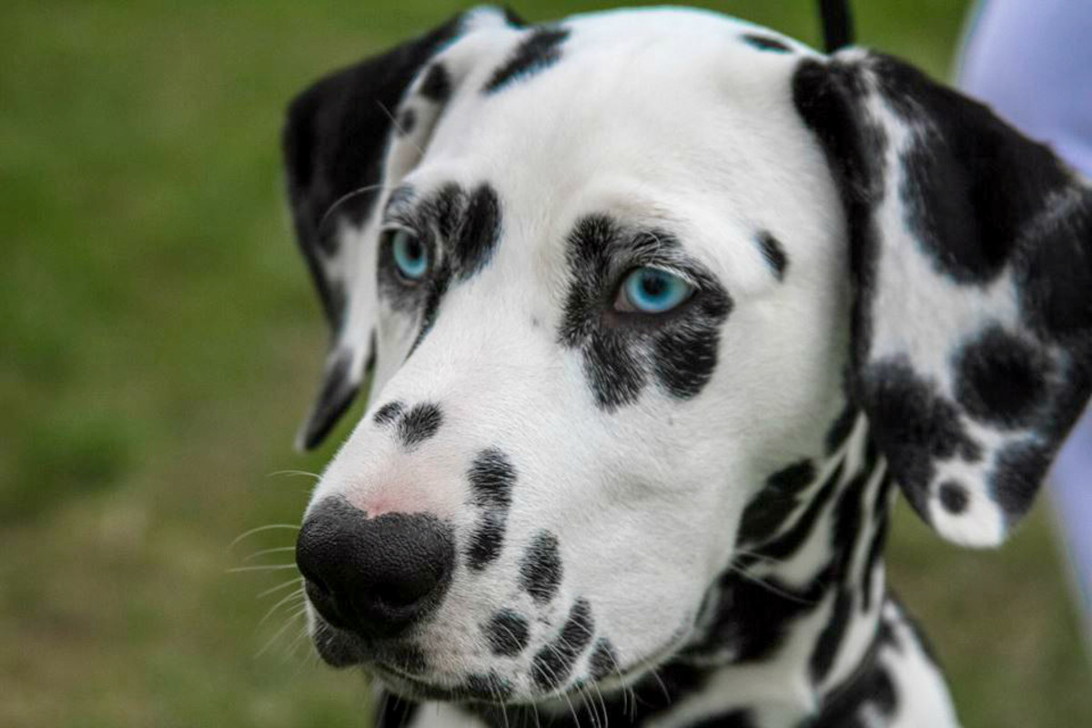 Names For Boy Dogs With Blue Eyes