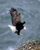 And rise as the eagle, look to the Son, who watches thee.