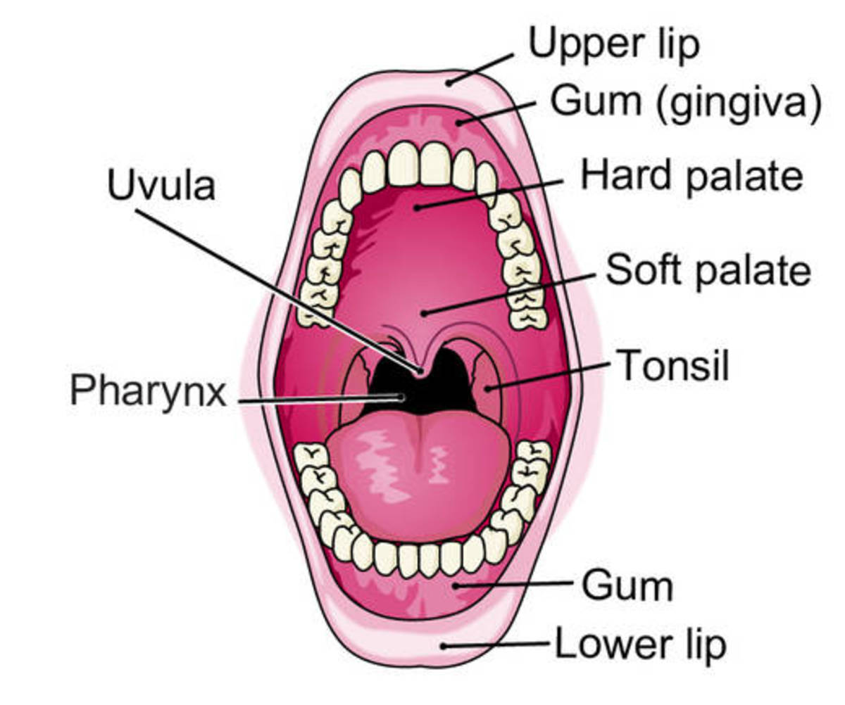 Mouth System 76
