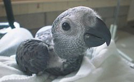 Baby Congo African Grey Parrot
