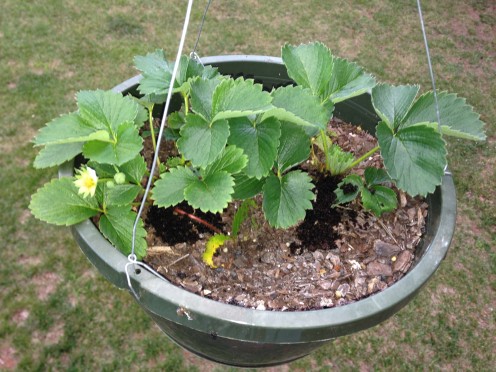 Strawberries in hanging basket.