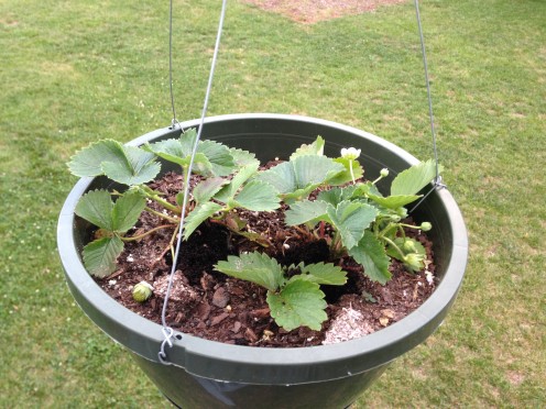 Strawberry #2 in hanging basket.