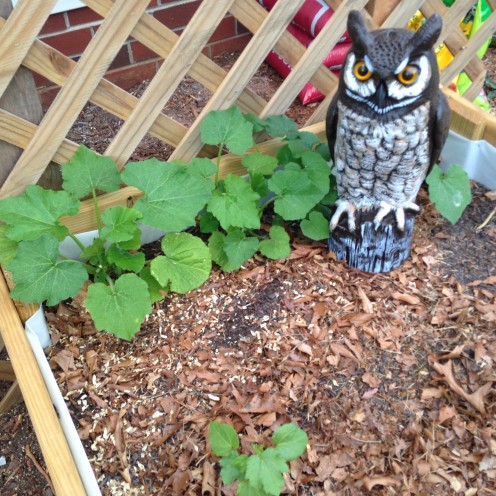 Zucchini along trellis: never climbed.