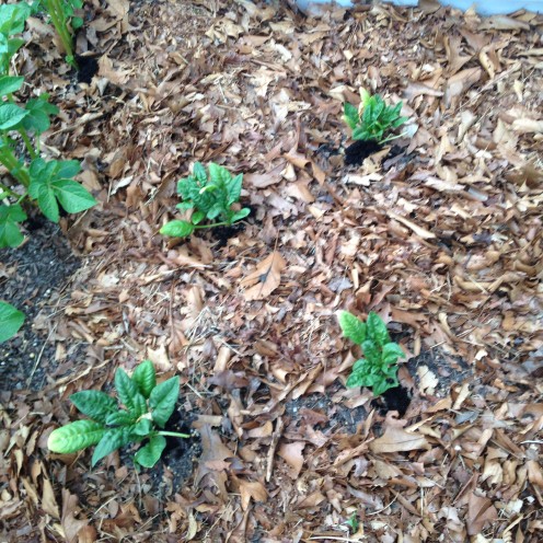 Spinach - I totally forgot about these. Not a good yield - too hot.