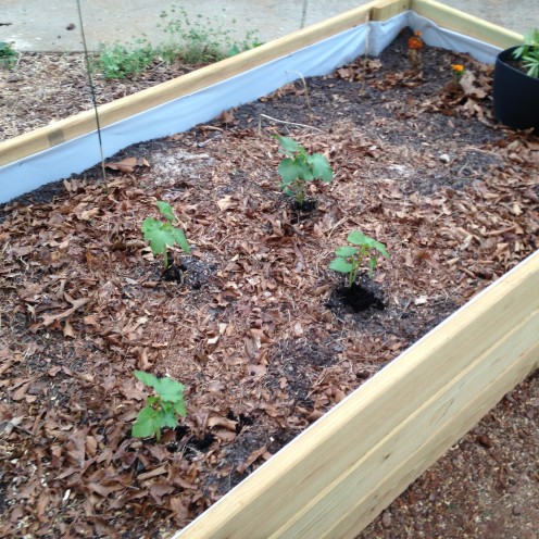 Okra - back view. (Had to move the two closer ones to the other bed when zucchini became a bully.)