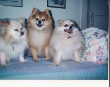 Honey, Hero and a little throwaway, Mitzi Sweet Baby. aka Miti.