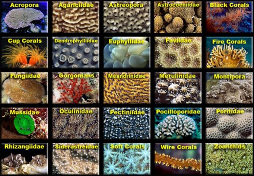 A variety of Corals