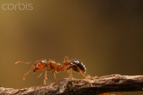 Fire ants are tireless as they are constantly building mounds, securing food and water and protecting the queen fire ant.