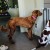 After - OMG what have you done to my dog!?