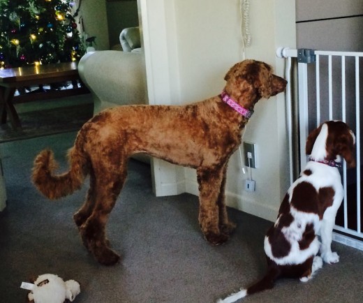 After - OMG what have you done to my dog!?
