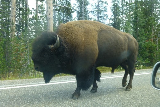 This was a BIG BOY!  We quietly let him walk on by
