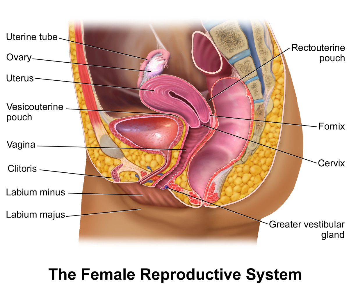 Human Female Reproductive System | hubpages