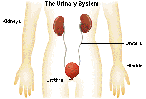 urinary tract infection pathophysiology diagram