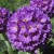 Primula denticulata Primula denticulata
