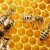 Honeycombs Honeycombs