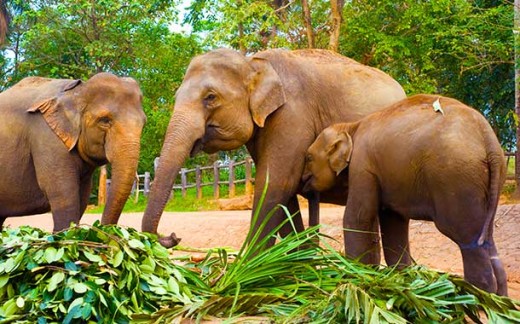 Pinnawala Elephant Orphanage