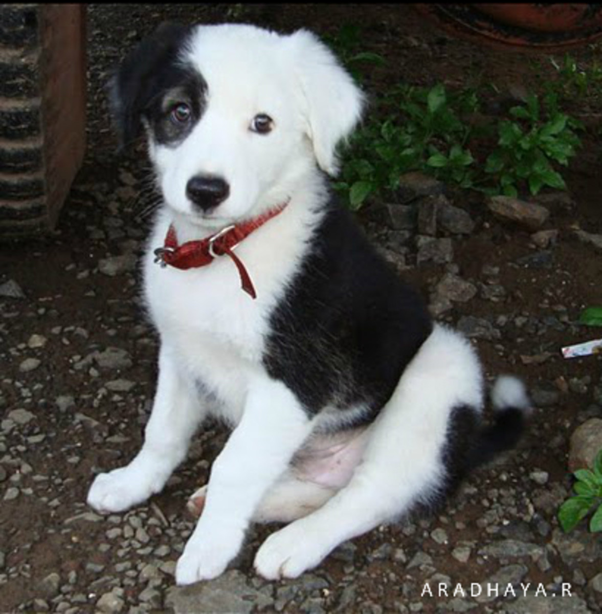 Top 10 Most Demanded Dog Breeds in India hubpages