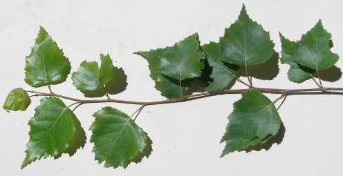 Birch Leaves