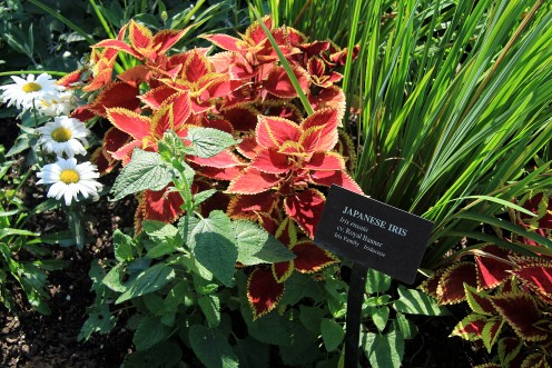 Some Of The Most Mesmerizing Flowers And Trees, The Astonishing Cornell Plantations Some Of The Most Mesmerizing Flowers And Trees, The Astonishing Cornell Plantations