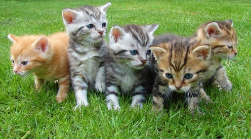 Playful kittens