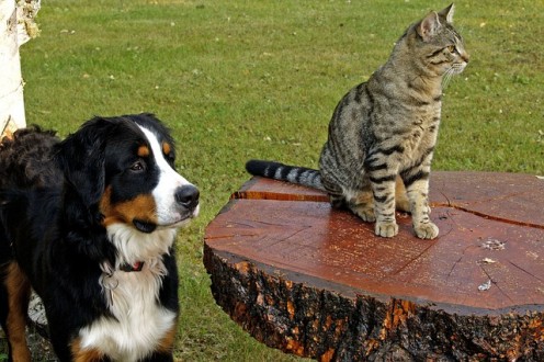 Bernese Mountain Dog and Canine Tabby