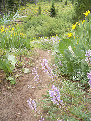 The Trail festooned with Lupins and Mules Ears........photo courtesy Flickr