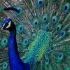 Interesting Facts About The National Bird Of India; The Peacock!