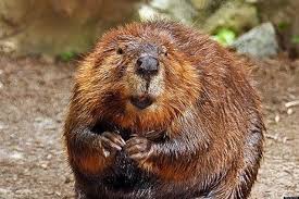 Showing colors of coat caused by iron in teeth and body of beavers