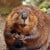 Showing colors of coat caused by iron in teeth and body of beavers